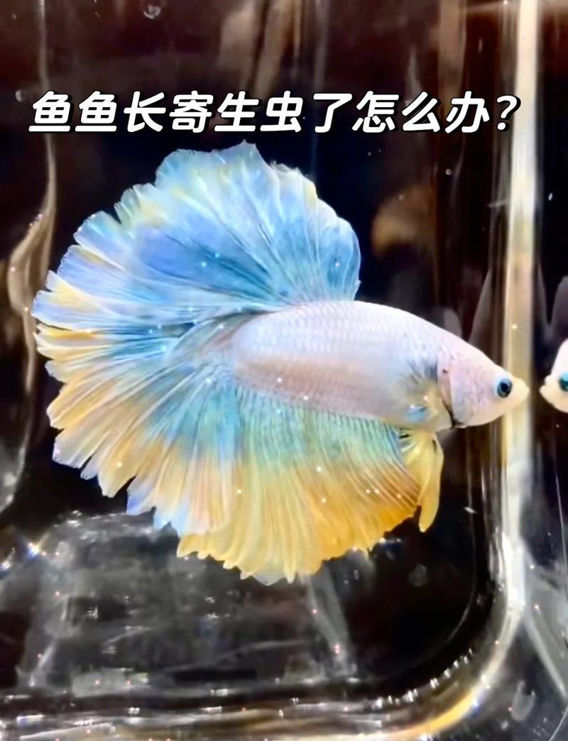 魚有寄生蟲時如何治療
