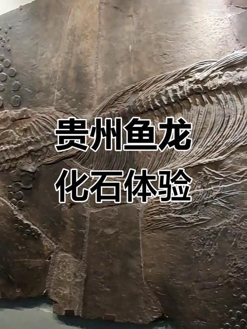 興義龍魚化石的完整形態是怎樣的，興義龍魚化石的完整形態