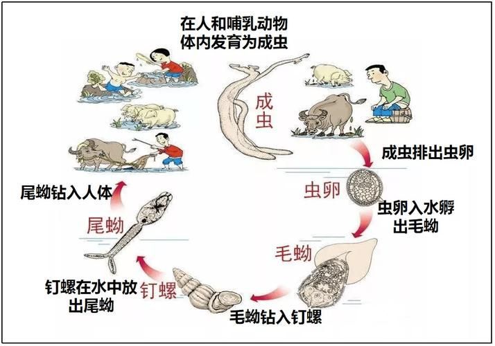 大肚子病如何預防，“大肚子病”在醫學語境中主要指晚期血吸蟲病晚期表現