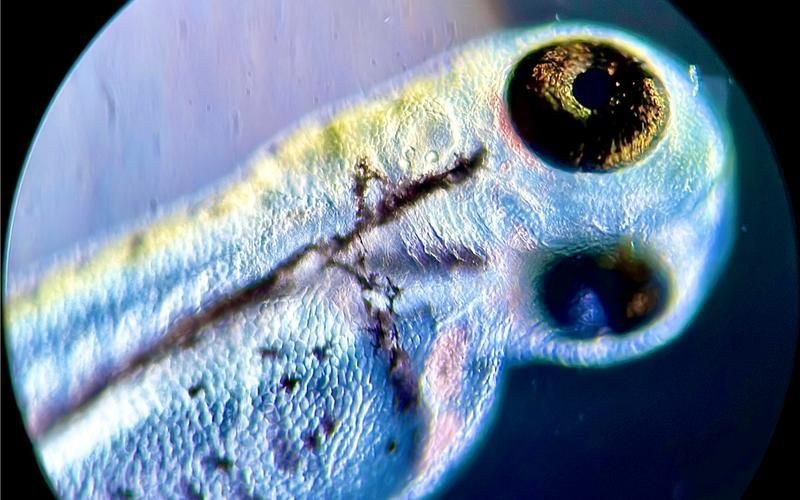 如何預(yù)防魚虱感染，mcp工具arxiv論文助手arxiv論文助手（arxiv論文助手）