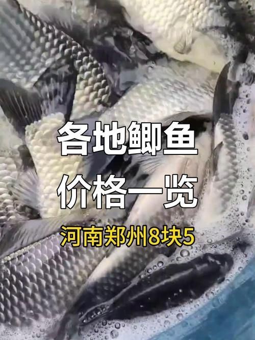 檸檬鯽魚(yú)的市場(chǎng)價(jià)格是多少，檸檬鯽魚(yú)市場(chǎng)價(jià)格是多少檸檬鯽魚(yú)的市場(chǎng)價(jià)格是多少