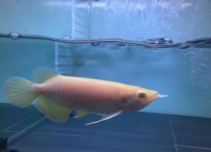 紅眼白子龍魚的飼養(yǎng)難度如何？，紅眼白子龍魚的飼養(yǎng)