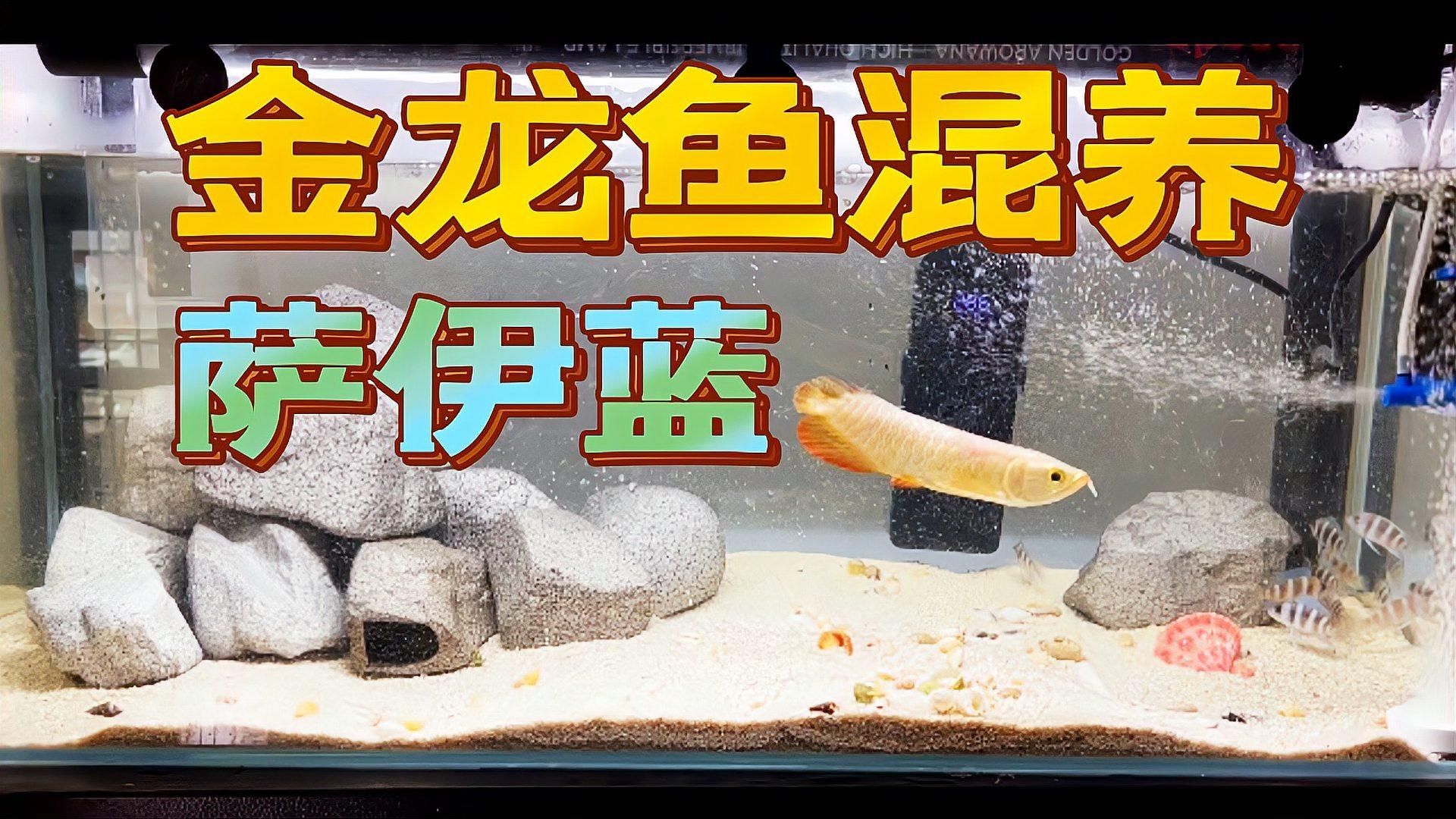 薩伊藍和龍魚混養有哪些成功案例？，薩伊藍和龍魚混養成功案例探討薩伊藍和龍魚混養攻略