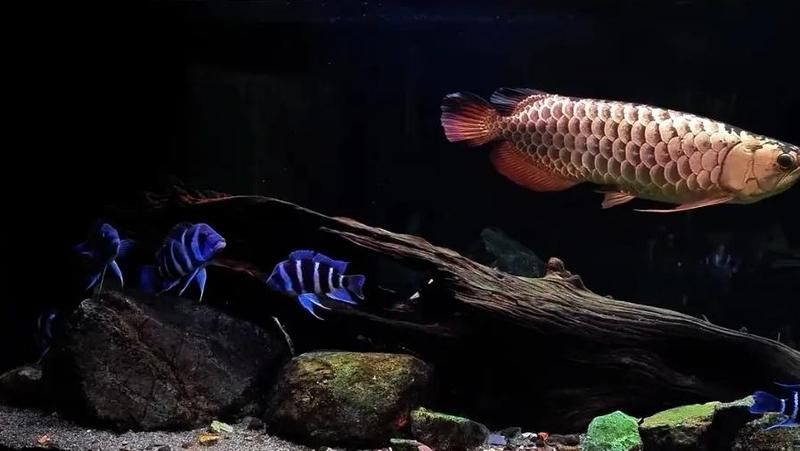 薩伊藍和龍魚混養有哪些成功案例？，薩伊藍和龍魚混養成功案例探討薩伊藍和龍魚混養攻略