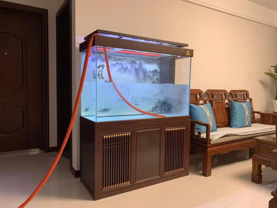 1米2魚缸養金龍需要多大的空間？