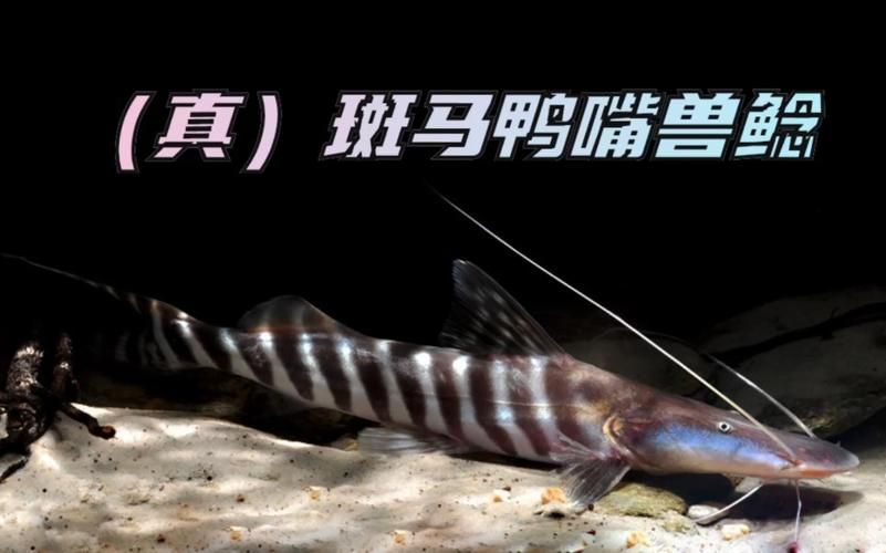 如何判斷斑馬鴨嘴魚是否健康，如何判斷斑馬鴨嘴魚是否健康思考完成arxiv論文助手