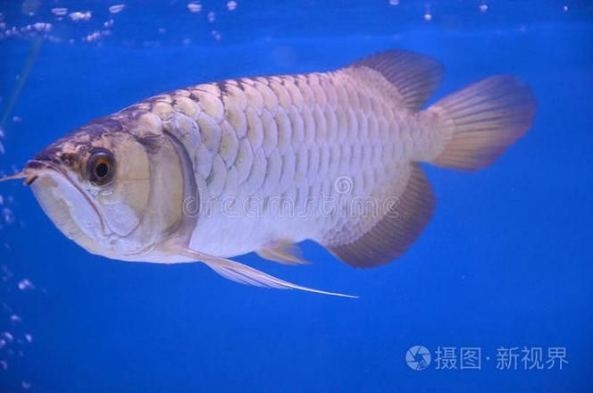 玉門龍魚的產(chǎn)量如何？，“玉門龍魚”并非真實(shí)存在的魚類品種