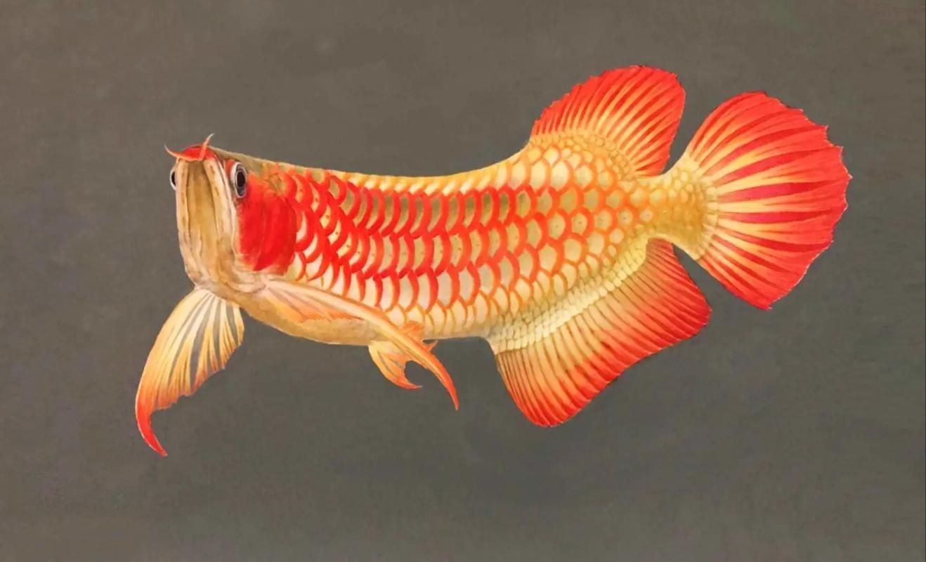 白玉龍魚和紅龍哪個更稀有？，白玉龍魚和紅龍哪個更稀有