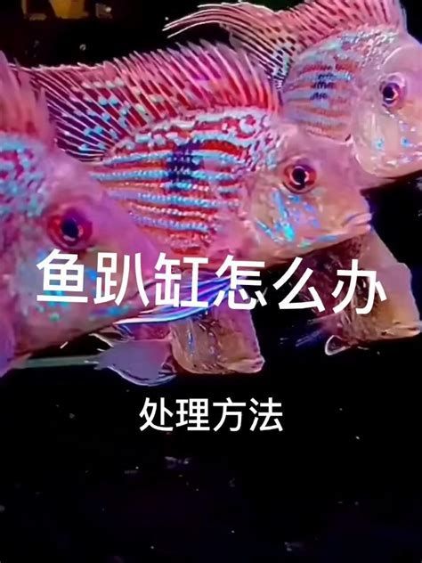 龍魚頂著缸壁游是疾病了嗎？，龍魚頂著缸壁游動是疾病了嗎龍魚頂著缸壁游動是疾病了嗎