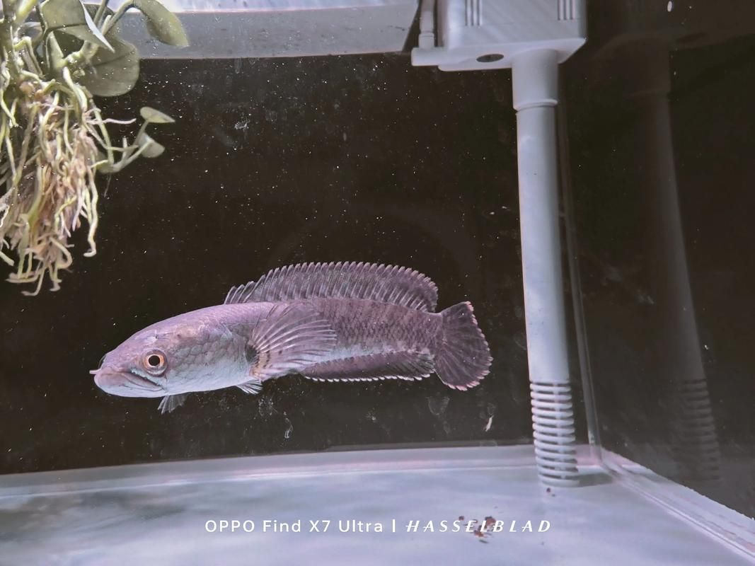 政錫龍魚和東壩雷龍魚專賣店哪個(gè)更值得購(gòu)買，政錫龍魚和東壩雷龍魚專賣店哪個(gè)更值得購(gòu)買政錫龍魚專賣店