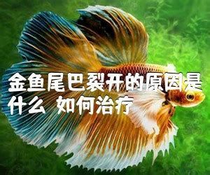 金魚爛尾巴最快的治療方法，如何治療金魚爛尾巴