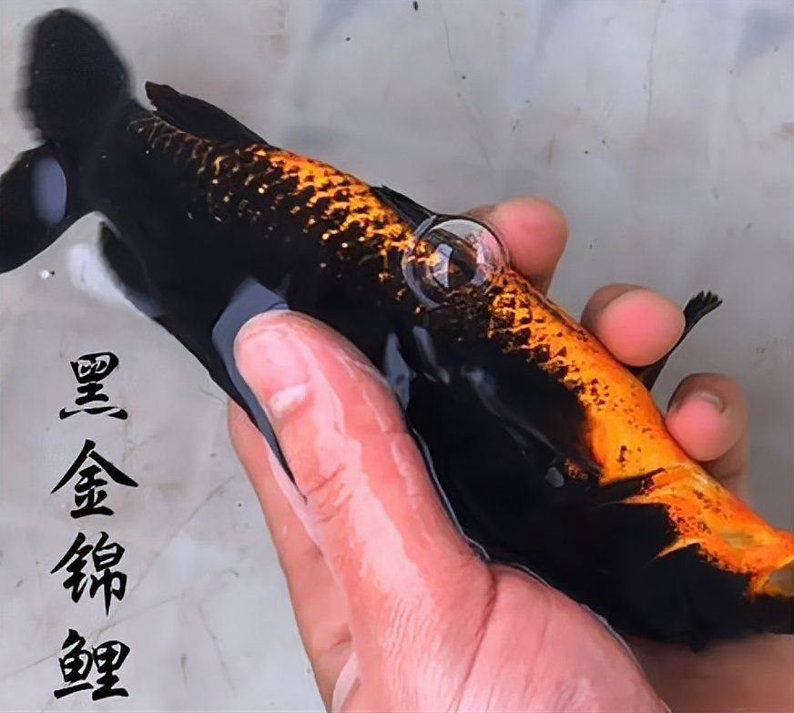 東山龍魚和龍鱗魚的價格差異大嗎？，東山龍魚與龍鱗魚的價格差異，