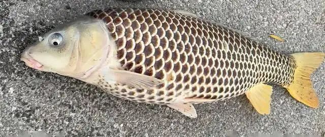 東山龍魚和龍鱗魚的價格差異大嗎？，東山龍魚與龍鱗魚的價格差異，