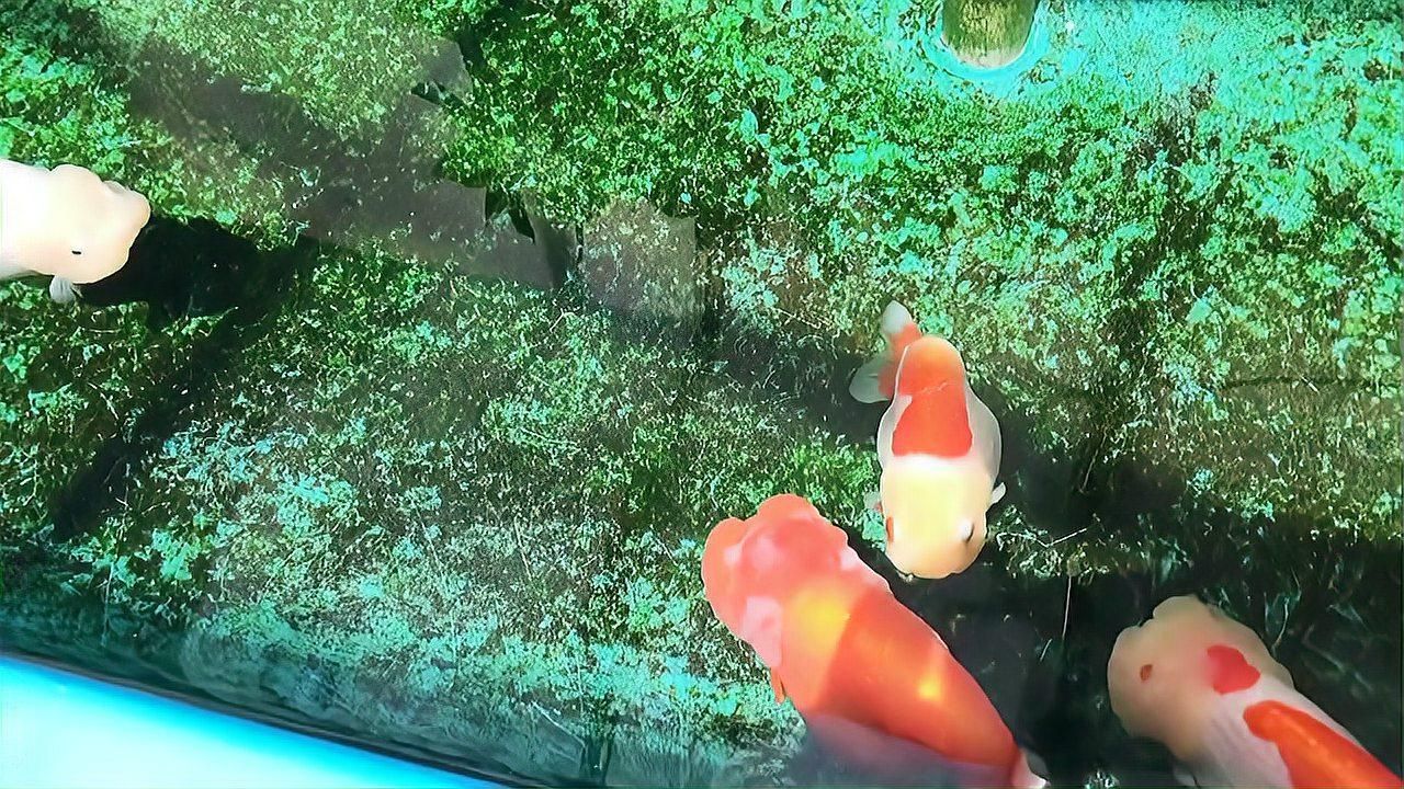 金魚身上受傷了會自愈嗎，金魚受傷了會自愈嗎