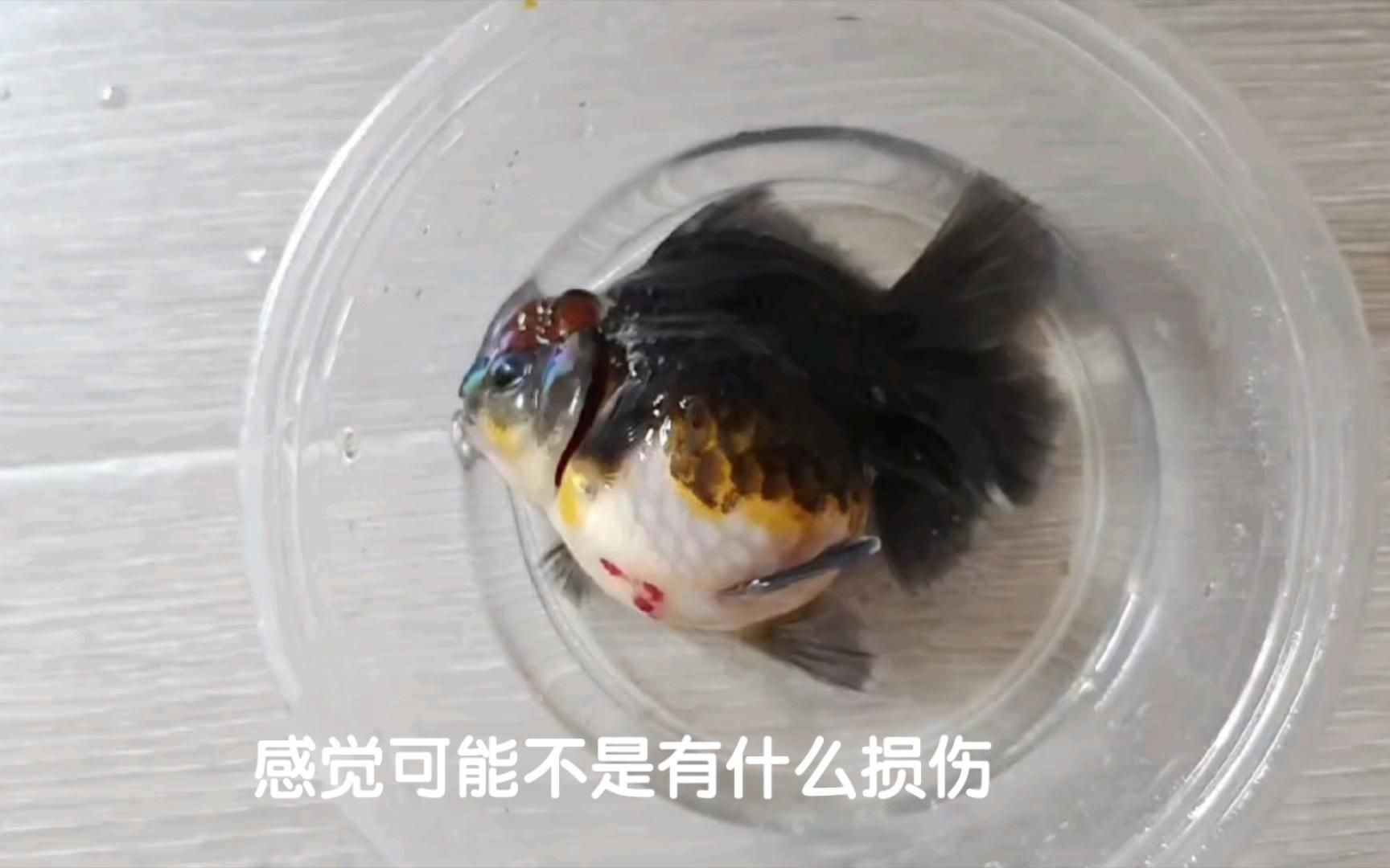 金魚身上受傷了會自愈嗎，金魚受傷了會自愈嗎