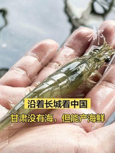 酒泉龍魚養殖前景如何？，酒泉龍魚養殖前景