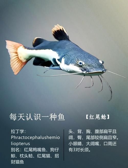 如何預(yù)防招財(cái)貓魚(yú)疾病，如何預(yù)防招財(cái)貓魚(yú)疾病、水質(zhì)測(cè)試劑、水質(zhì)測(cè)試劑使用詳解