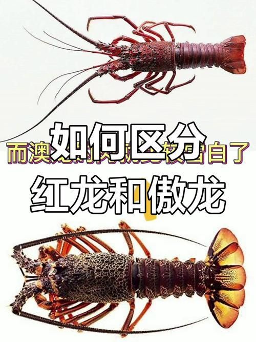 能否提供紅龍與其他神獸的詳細(xì)對(duì)比圖，《圣經(jīng)·啟示錄》紅龍與其他神獸的對(duì)比圖