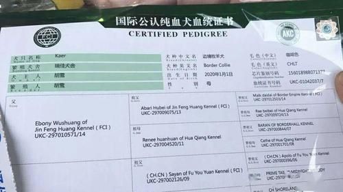 泗水龍魚哪個牌子的售后服務最好？，泗水龍魚哪個牌子的售后服務最好泗水龍魚哪個牌子的售后服務最好
