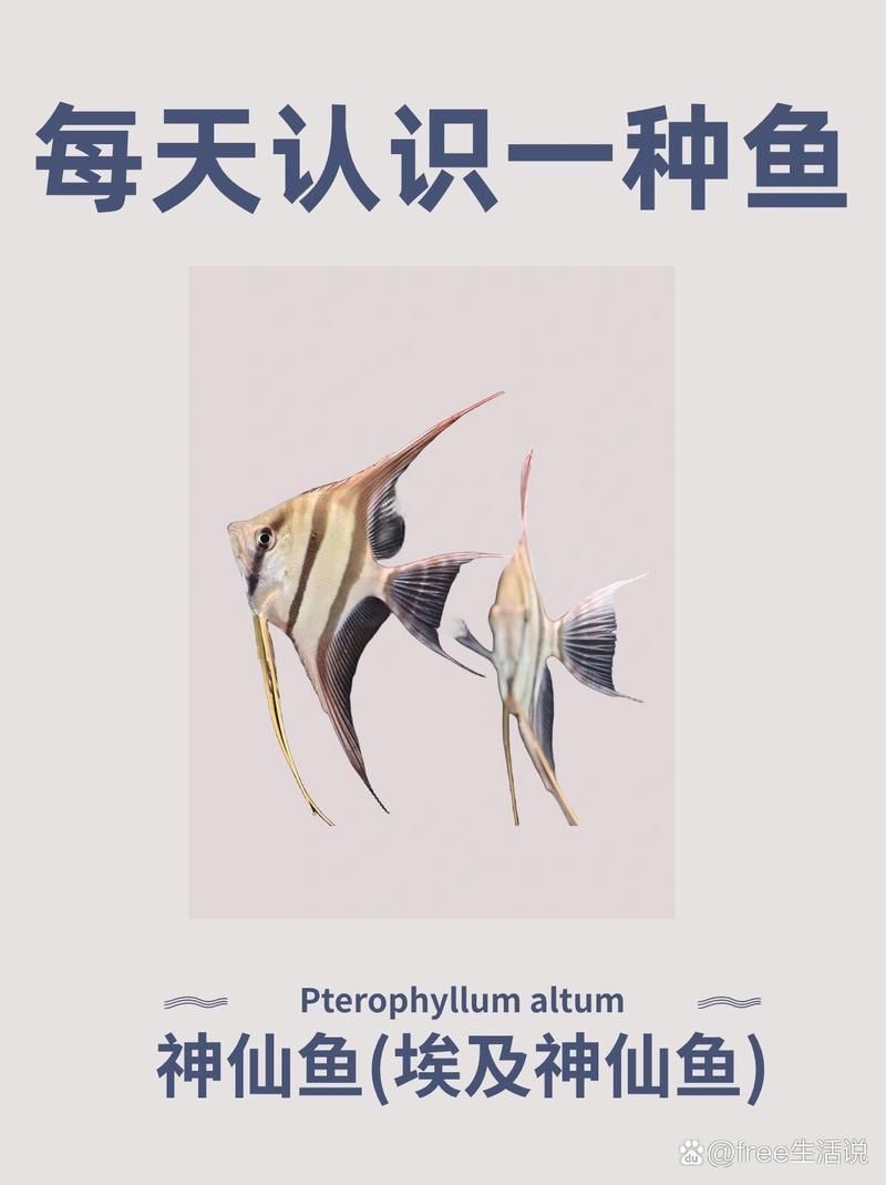 如何區分野生埃及神仙魚的品種？，如何區分野生埃及神仙魚的不同品種