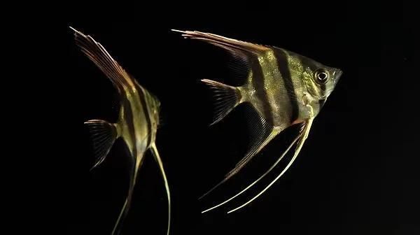 如何區分野生埃及神仙魚的品種？，如何區分野生埃及神仙魚的不同品種