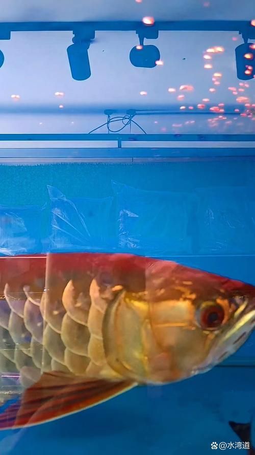 龍魚視頻欣賞，龍魚視頻欣賞是怎樣的一種體驗？