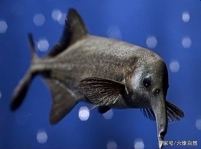 非洲象鼻魚和龍魚哪個更有收藏價值？