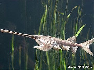 非洲象鼻魚和龍魚哪個更有收藏價值？