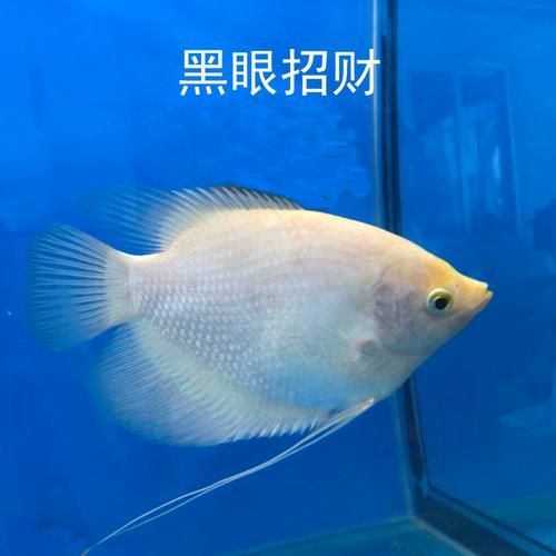 招財戰船魚的價格是多少？，招財戰船魚的價格是多少