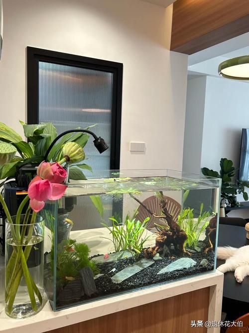 如何預防魚缸水再次變綠？，如何預防魚缸水再次變綠