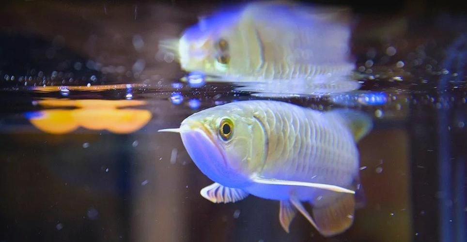 如何選購健康的龍魚？，如何選購一條健康的龍魚