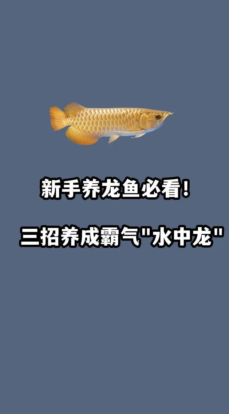 如何選購健康的龍魚？，如何選購一條健康的龍魚