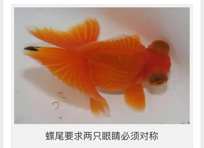蝶尾金魚(yú)的繁殖技巧有哪些，蝶尾金魚(yú)的繁殖技巧