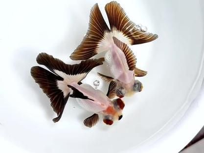 蝶尾金魚(yú)的繁殖技巧有哪些，蝶尾金魚(yú)的繁殖技巧