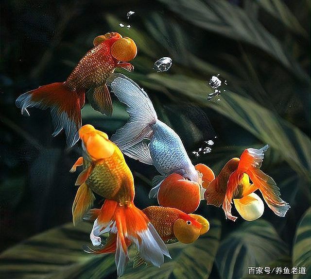 蝶尾金魚(yú)的繁殖技巧有哪些，蝶尾金魚(yú)的繁殖技巧