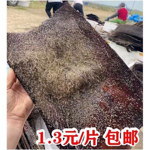 蝶尾金魚(yú)的繁殖技巧有哪些，蝶尾金魚(yú)的繁殖技巧