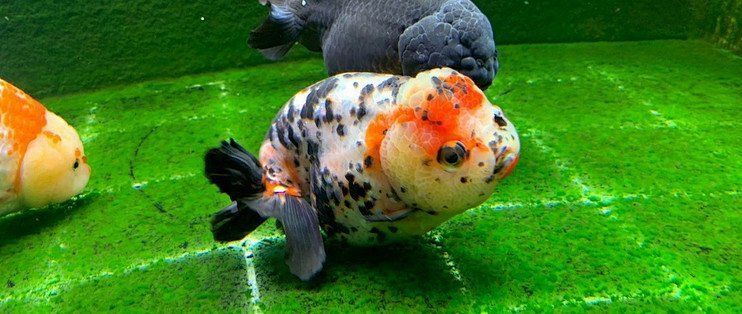 蝶尾金魚(yú)的繁殖技巧有哪些，蝶尾金魚(yú)的繁殖技巧