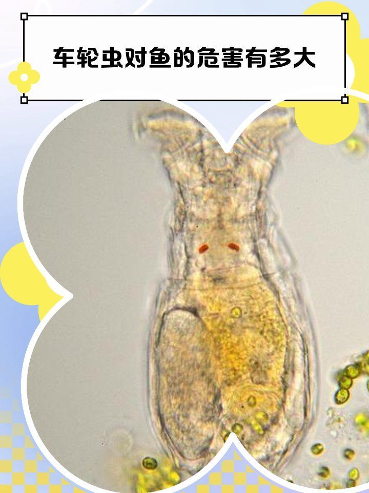 魚交叉感染后多久會恢復