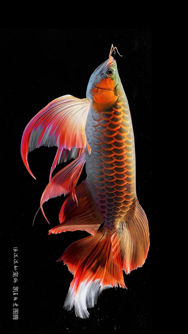 有沒(méi)有高清的龍魚(yú)攝影圖片，如何拍攝出高清龍魚(yú)圖片