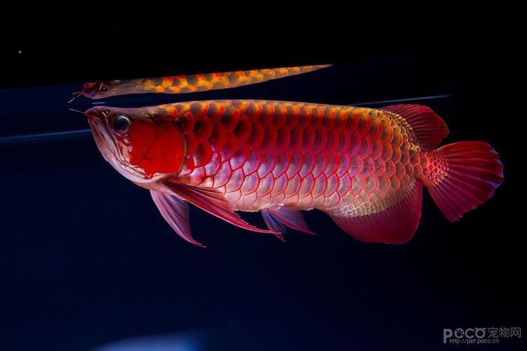 有沒(méi)有高清的龍魚(yú)攝影圖片，如何拍攝出高清龍魚(yú)圖片