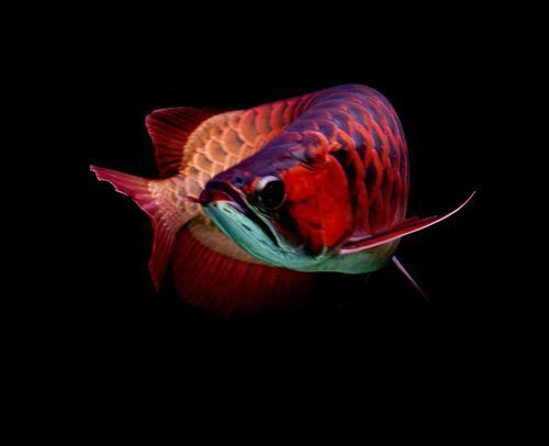 有沒(méi)有高清的龍魚(yú)攝影圖片，如何拍攝出高清龍魚(yú)圖片