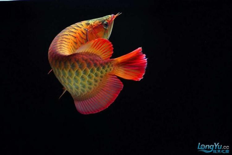 有沒有高清的龍魚攝影圖片，如何拍攝出高清龍魚圖片