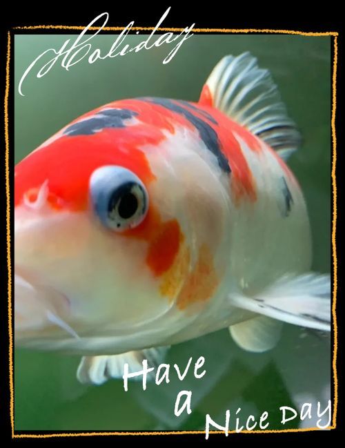如何預(yù)防魚(yú)突眼病的發(fā)生，如何預(yù)防魚(yú)突眼病