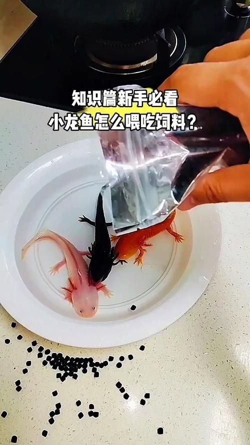 如何判斷小龍魚是否接受人工飼料，如何判斷小龍魚接受人工飼料