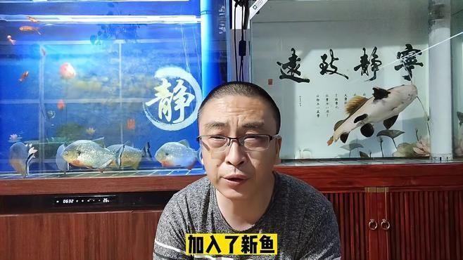 如何判斷龍魚死亡是否預示兇兆