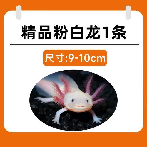 白龍魚的市場價格是多少？，白龍魚市場價格是多少