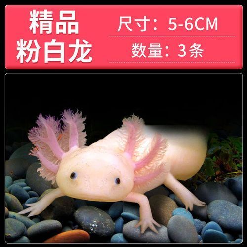 白龍魚的市場價格是多少？，白龍魚市場價格是多少