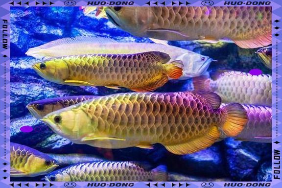 給我一些預防龍魚爛尾的圖片，如何預防龍魚爛尾