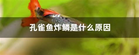 詳解（1000字和配圖）龍魚(yú)松鱗病能徹底治愈嗎？，詳解（1000字和配圖）龍魚(yú)松鱗病能徹底治愈嗎?