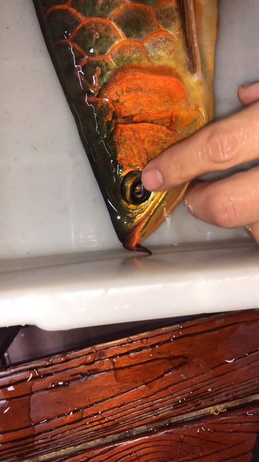 如何判斷紅龍魚是否需要手術修復？，如何判斷紅龍魚是否需要手術修復紅龍魚是否需要手術修復